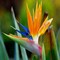 Birds of Paradise Fragrance Oil (Our Version of the Brand Name) (4 oz Bottle) for Candle Making, Soap Making, Tart Making, Room Sprays, Lotions, Car Fresheners, Slime, Bath Bombs, Warmers…